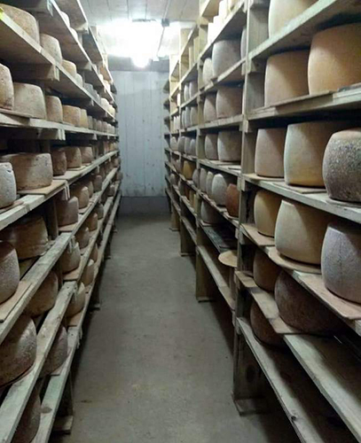 Лучший сыр России делают в Старицком районе