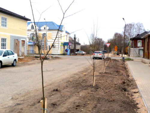 На улице Мира высажены молодые деревья