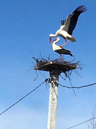 Жизнь прекрасна! И удивительна!