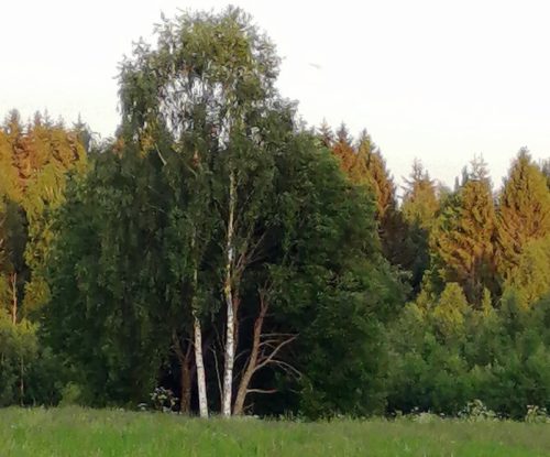 20 сентября – День работников леса. Фото предоставлено пресс-центром Луковниковской СОШ