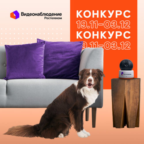 В главных ролях - ваши домашние любимцы: конкурс от «Ростелекома»
