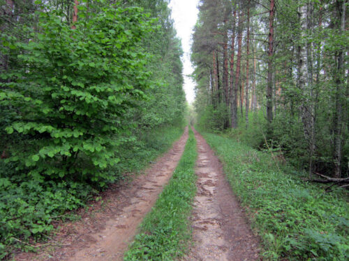 С праздником, уважаемые коллеги и ветераны лесной отрасли!