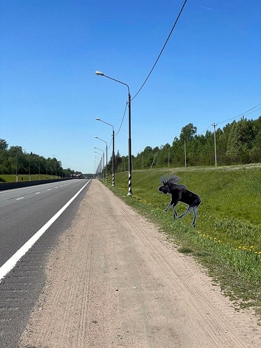 На дорогах Тверской области появились пластиковые лоси