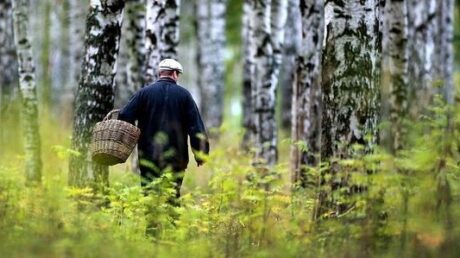 Памятка грибнику от МЧС