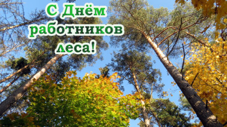 С профессиональным праздником, работники лесного хозяйства!