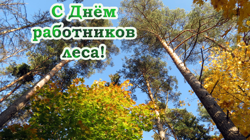 С профессиональным праздником, работники лесного хозяйства!