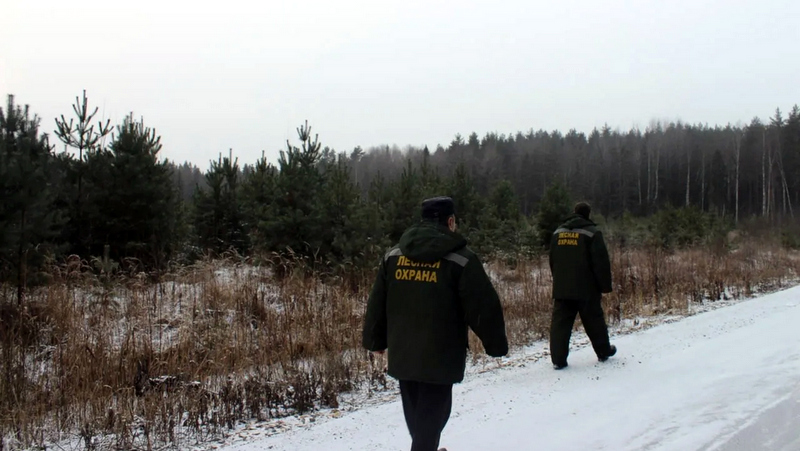В преддверии новогодних праздников на территории лесного фонда Верхневолжья усилена охрана хвойных деревьев от незаконных рубок