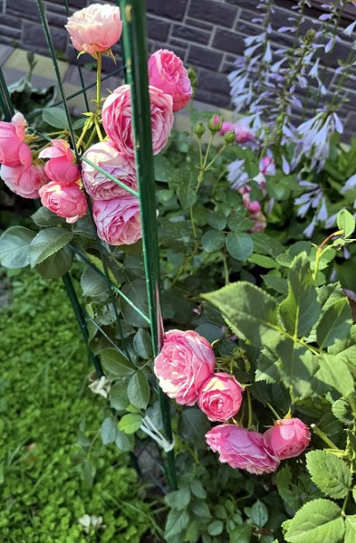 Розы для Людмилы