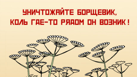 Борщевик — общая проблема, решать её необходимо комплексно и всем вместе
