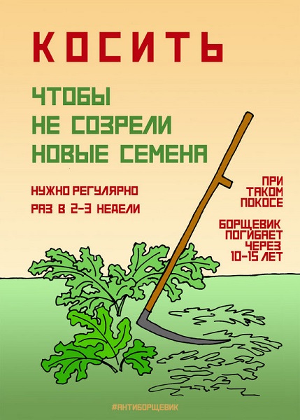 Борщевик - общая проблема, решать её необходимо комплексно и всем вместе
