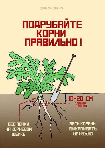 Борщевик - общая проблема, решать её необходимо комплексно и всем вместе