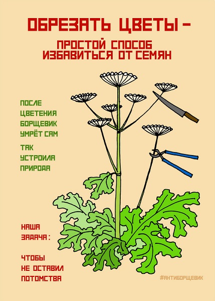 Борщевик - общая проблема, решать её необходимо комплексно и всем вместе
