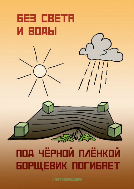 Борщевик - общая проблема, решать её необходимо комплексно и всем вместе