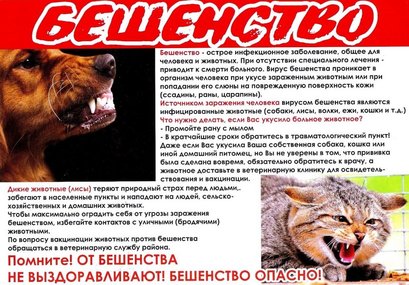 В Старицком округе выявлен случай бешенства