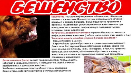 В Старицком округе выявлен случай бешенства