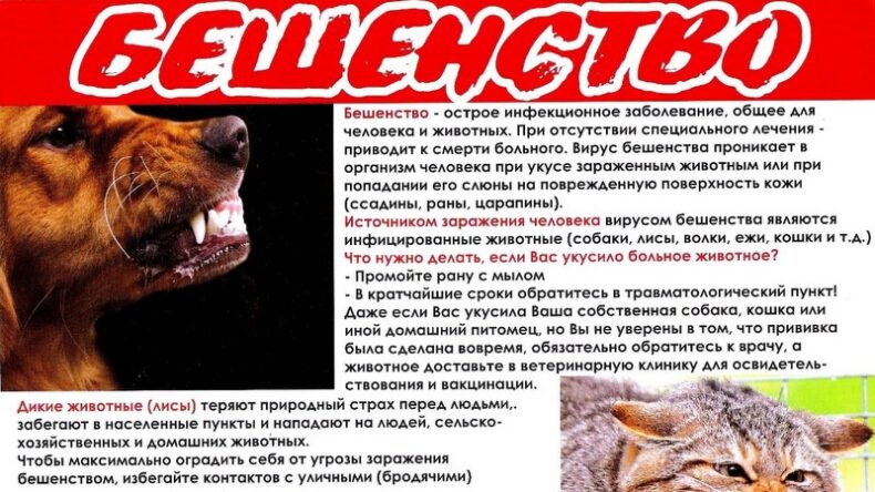В Старицком округе выявлен случай бешенства