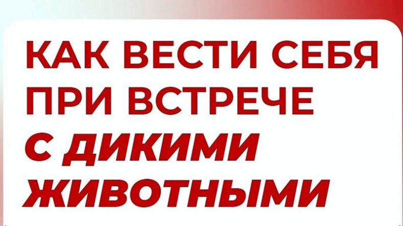 Жителям Тверской области напоминают правила безопасности при встрече с дикими животными в лесу